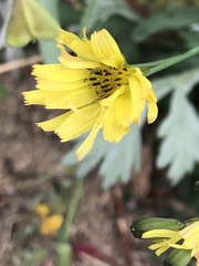Ixeris chinensis