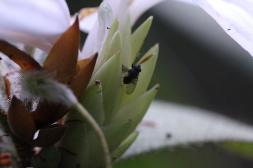 Image of Rhododendron championiae by no rights reserved