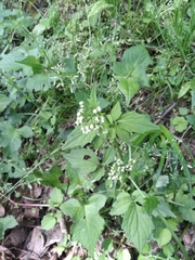 Valeriana flaccidissima