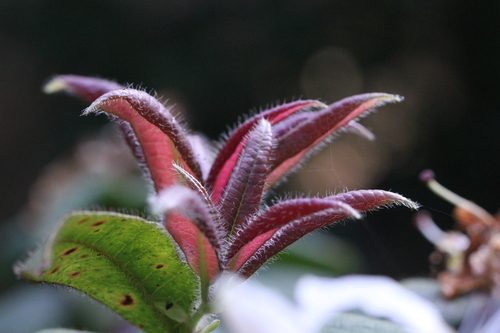 Image of Rhododendron championiae by no rights reserved