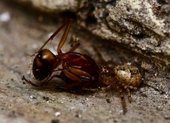 Indoxysticus minutus