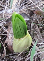 Veratrum nigrum