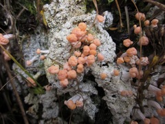Dibaeis arcuata image