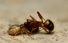 Indoxysticus minutus