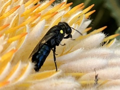 Hylaeus alcyoneus