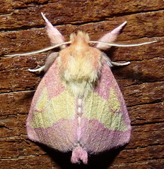 Hyparpax aurora
