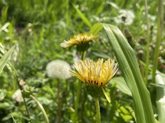 Taraxacum platycarpum