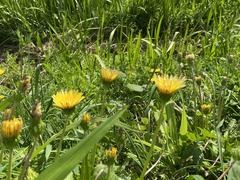 Taraxacum platycarpum