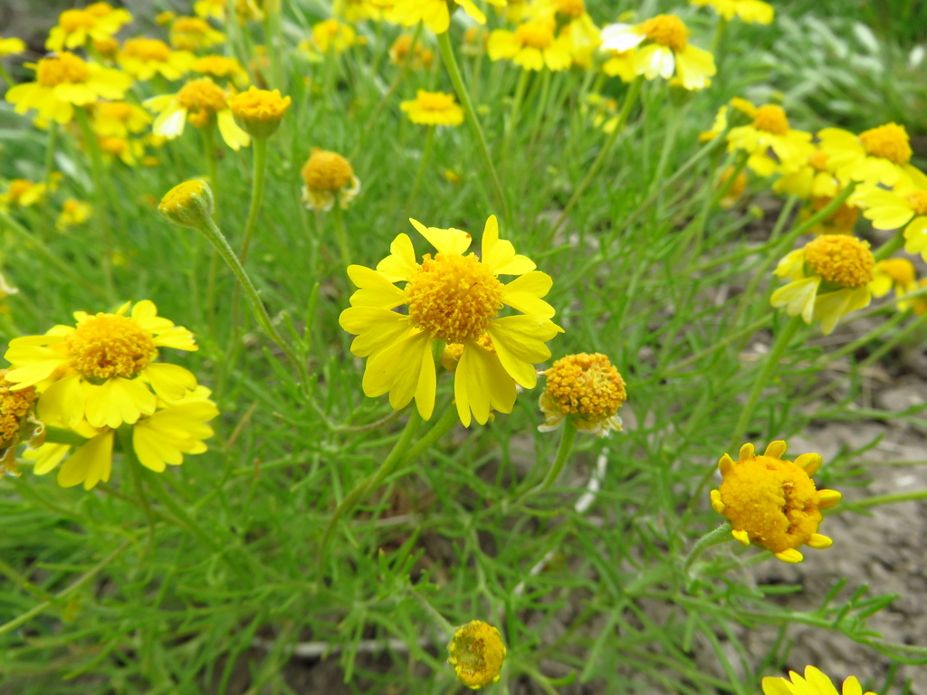 bitter hymenoxys