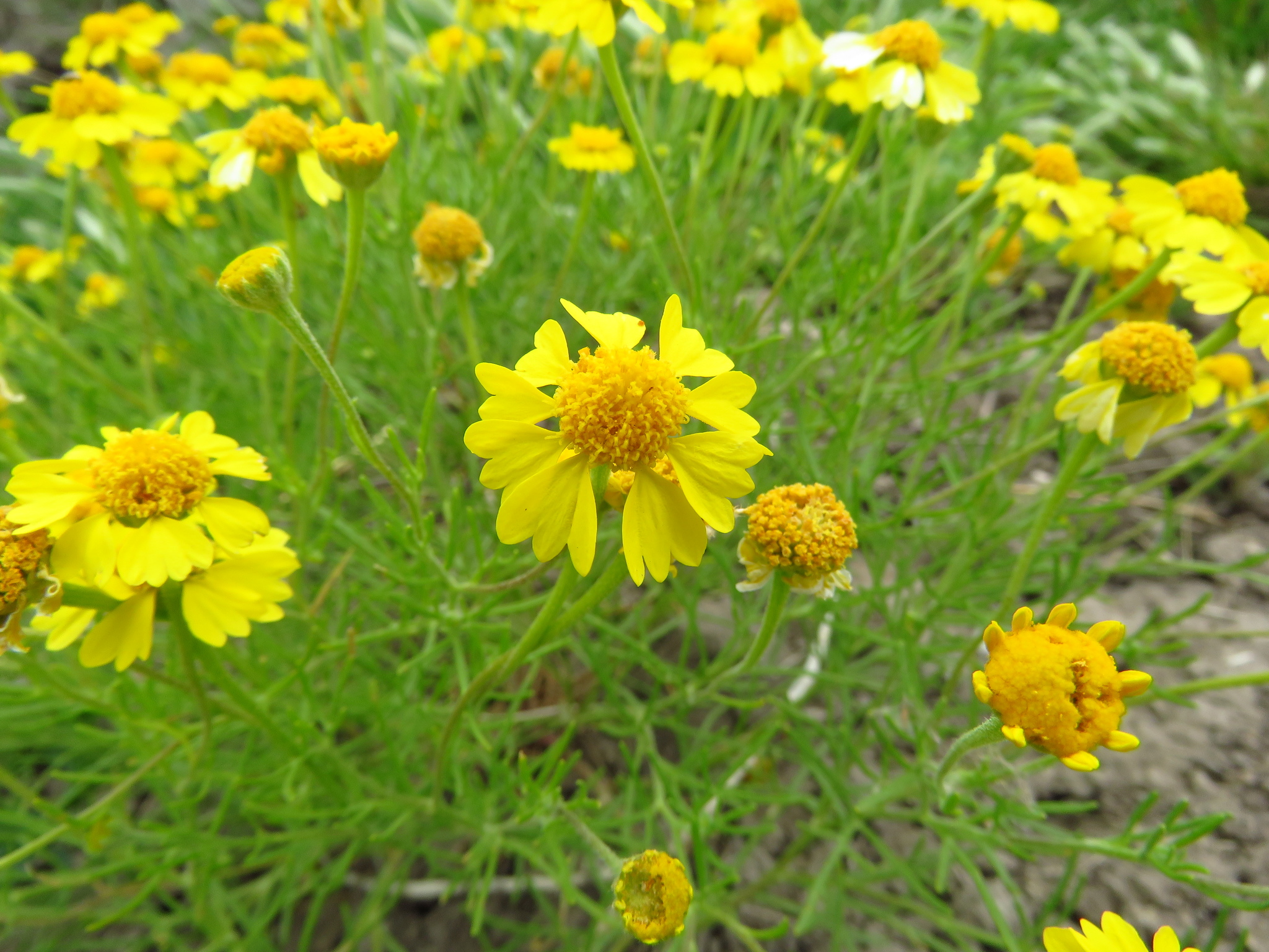 Hymenoxys odorata