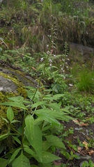 Lysimachia decurrens