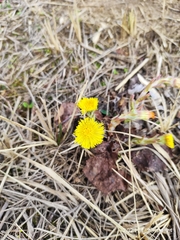 Tussilago farfara
