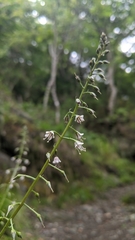 Lysimachia decurrens