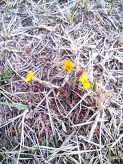 Tussilago farfara