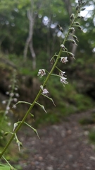 Lysimachia decurrens
