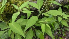 Lysimachia decurrens