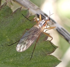 Empis trigramma