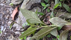 Lysimachia decurrens