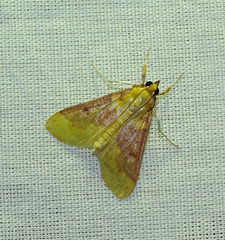 Polygrammodes ponderalis