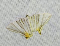 Phrygionis platinata