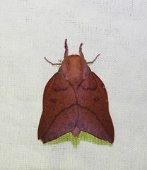 Adeloneivaia subangulata