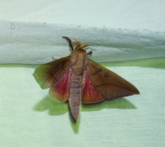 Adeloneivaia subangulata