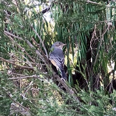 Pachycephala rufiventris