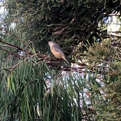 Pachycephala rufiventris