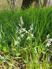 Ornithogalum boucheanum