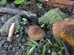 Tricholomopsis scabra