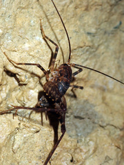 Macropathini