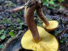 Tricholomopsis scabra