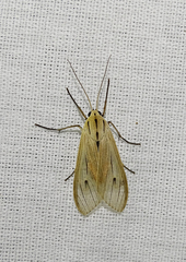 Agaraea semivitrea