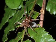 Hypodrassodes maoricus