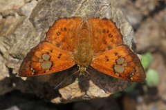Pseudocoladenia fatua