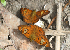 Pseudocoladenia fatua