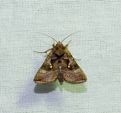 Agrapha ahenea