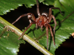 Hypodrassodes maoricus