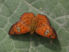 Pseudocoladenia fatua