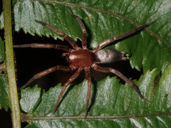 Hypodrassodes maoricus