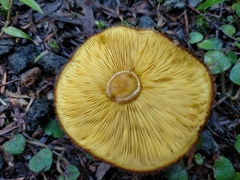 Tricholomopsis scabra