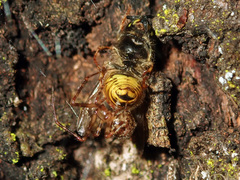 Theridion zantholabio
