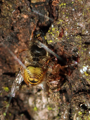 Theridion zantholabio