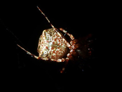 Australomimetus sennio