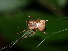 Australomimetus sennio