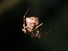 Australomimetus sennio