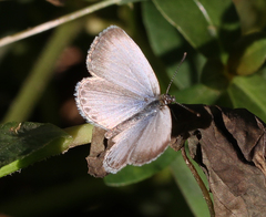 Pseudozizeeria maha maha