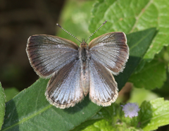 Pseudozizeeria maha maha