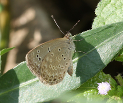 Pseudozizeeria maha maha