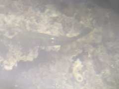 Girella nigricans